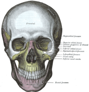 Human skull (front)