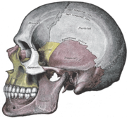 Human skull (side)